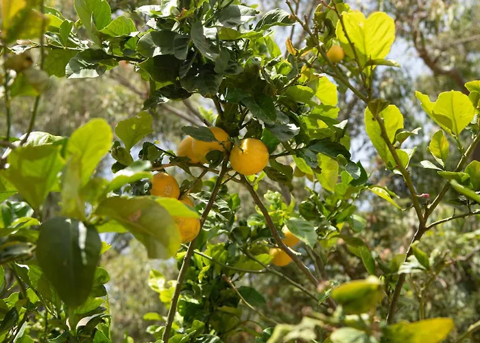 公寓 Eukalyptos 3bd With Yard In Chersonisos