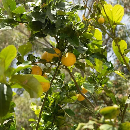 Lejlighed Eukalyptos 3bd With Yard In Chersonisos